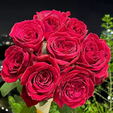 Botero Rose Plant|恩典女士 image 0
