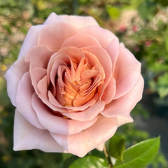 Latte Art Rose Plant|拿铁艺术 image 1