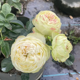Victorian Summer Rose Plant|维多利亚夏天 image 0
