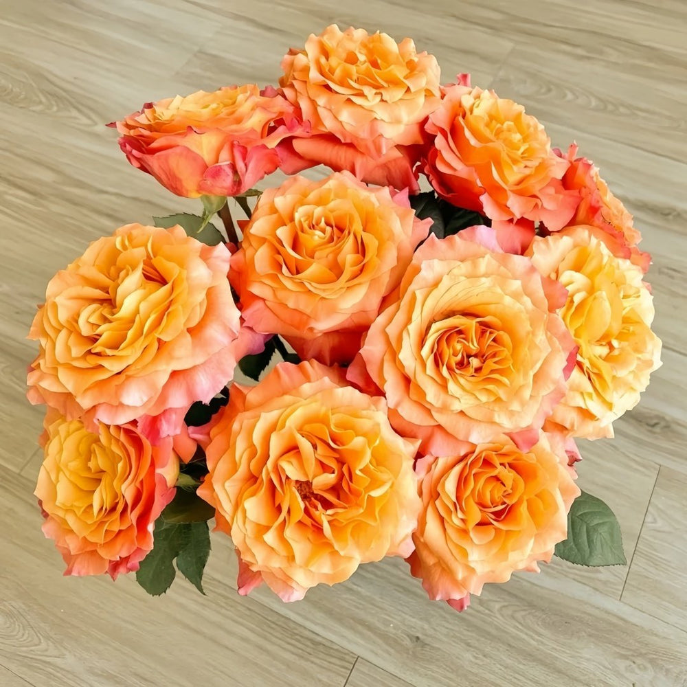 Free Spirit Rose Plant |自由精灵 image 0
