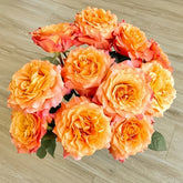 Free Spirit Rose Plant |自由精灵 image 0
