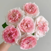Miranda Rose Plant | 米兰达 image 0