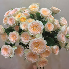 Tropicana Rose Plant|百香果 image 0