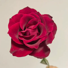 Legends Rose Plant|传奇玫瑰 image 3