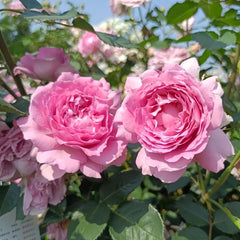 Ningzhi Rose Plant|凝脂 image 3