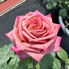 Barista Rose Plant |调香师 image 2