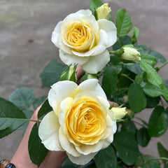 Avocado Rose Plant|牛油果 image 2