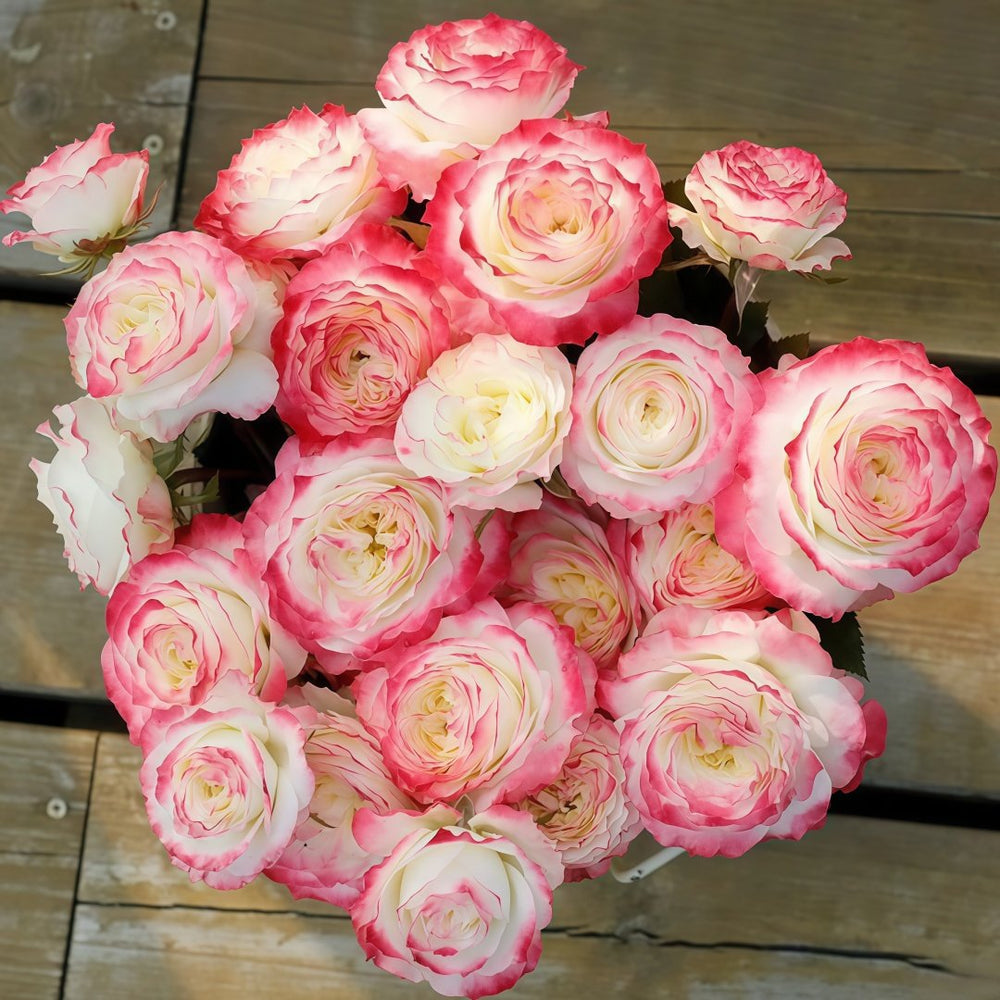 Chuzhuang Rose Plant|初妆 image 0