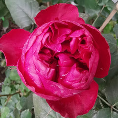 Rospberry Elegance Rose Plant|优雅树莓 image 3