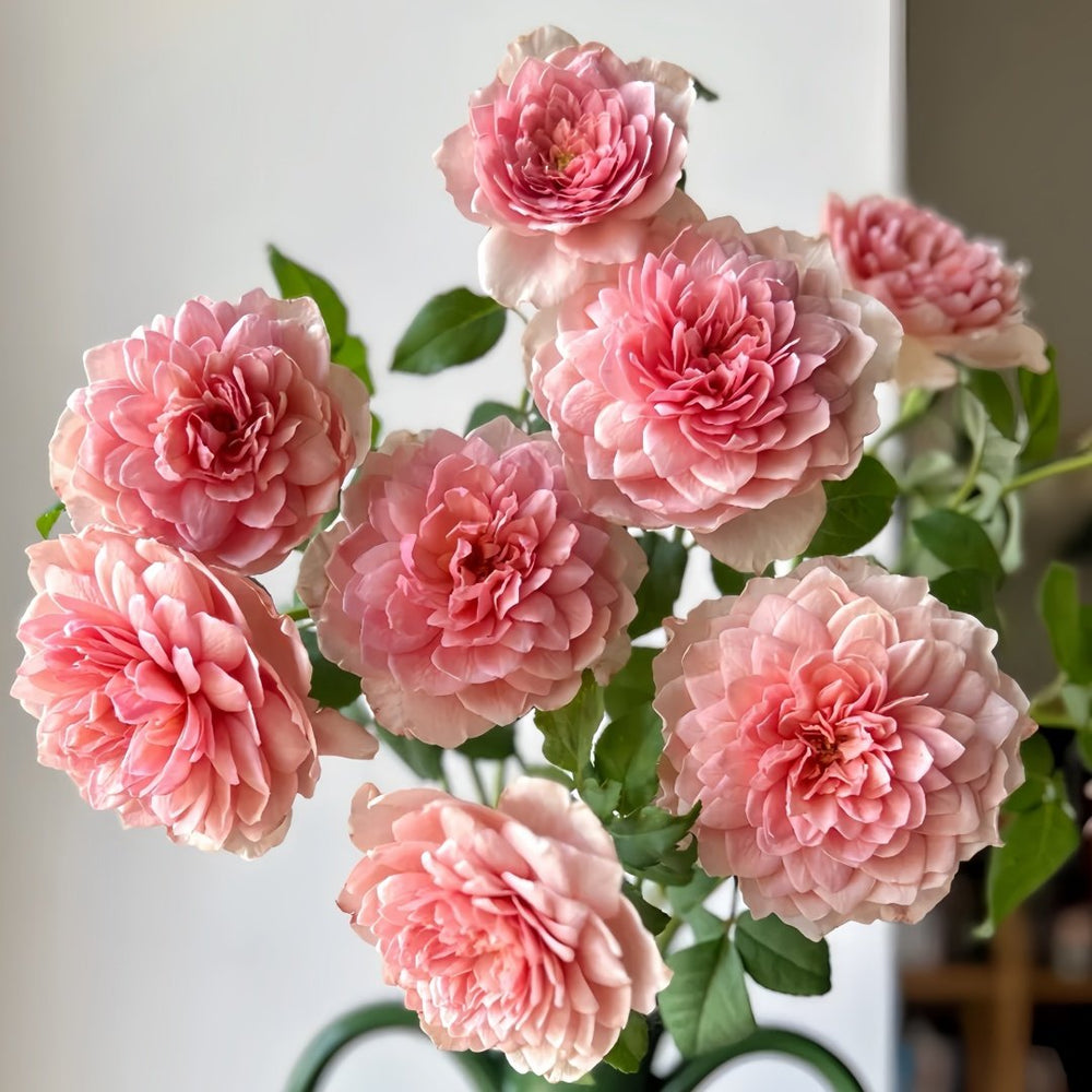 Eisvogel Rose Plant | 翠鸟 image 0