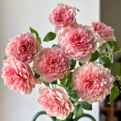 Eisvogel Rose Plant | 翠鸟 image 0