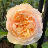 Apricot Cooler Rose Plant|杏仁露 image 0