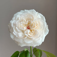 Cocotte Rose Plant | 可爱瓷 image 2