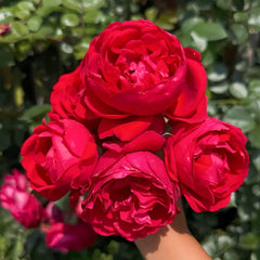 Florentina Rose Plant|弗洛伦蒂娜 image 1