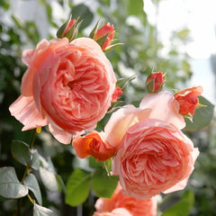 Kaori Kazari Rose Plant|香织装饰 image 3