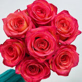 Fairy Tale World Rose Plant|童话世界 image 0
