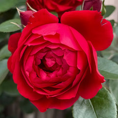 Florentina Rose Plant|弗洛伦蒂娜 image 0