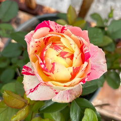 Party Ranuncula Rose Plant|狂欢派对 image 3