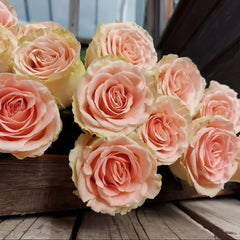 Doris Day Rose Plant|多丽丝·戴 image 0