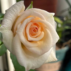 White O′Hara Rose Plant|白哈娜 image 1