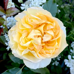 Sicilienne Rose Plant|西西里舞曲 image 1