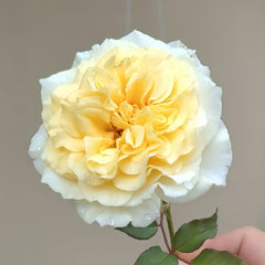 Royal Park Rose Plant|皇家园林 image 2