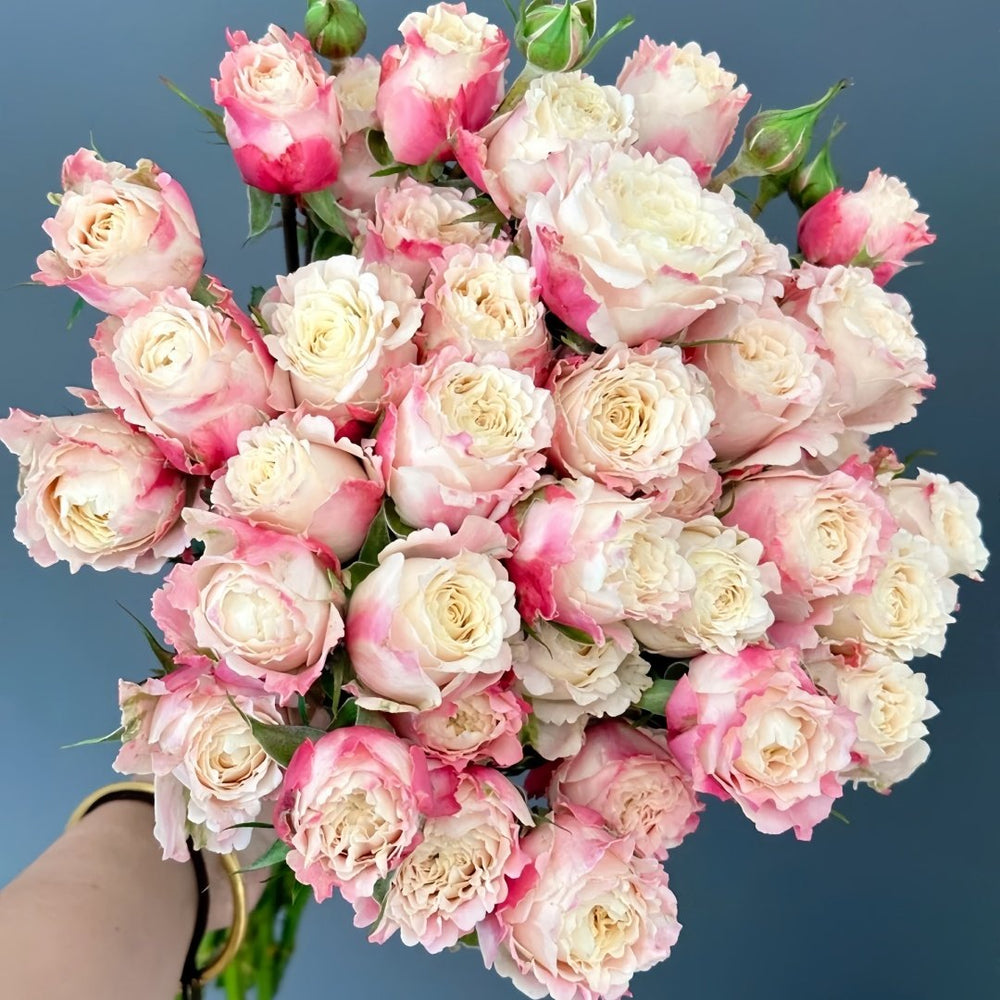 Taolesi Rose Plant|桃乐丝 image 0