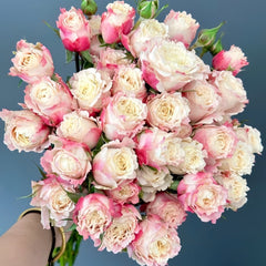 Taolesi Rose Plant|桃乐丝 image 0