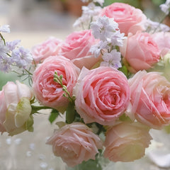 First Lady Rose Plant|第一夫人 image 3