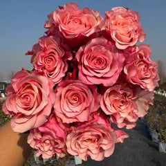 Rosa Ramonda Rose Plant|拉蒙达 image 1