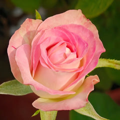 Upper Secret Rose Plant|上层秘密 image 1