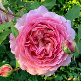 Jubilee Celebration Rose Plant|银禧庆典 image 0