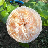 Emma woodhouse Rose Plant|艾玛伍德度假屋 image 0