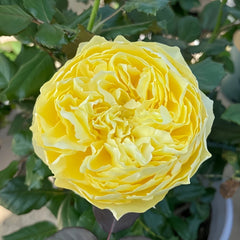 Hiyoko Rose Plant|小黄鸡 image 2