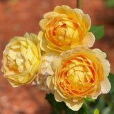 Golden Celebration Rose Plant | 黄金庆典 image 0