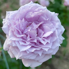 Colin Craven Rose Plant|柯林克莱文 image 3