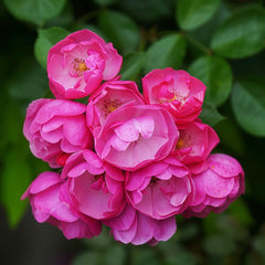 Angela Rose Plant|安吉拉 image 1