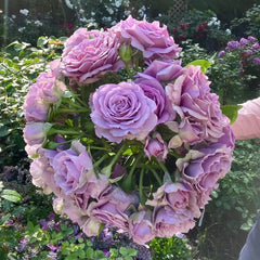 Quick Silver Rose Plant|快银 image 3