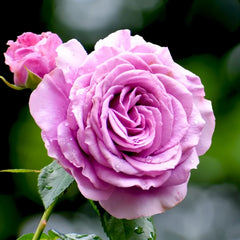 Quick Silver Rose Plant|快银 image 1