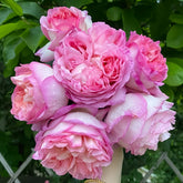 Aube Rose Plant|破晓 image 0