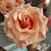 Paul Ricard Rose Plant|保罗理查德 image 0