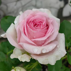 Sweet Revival Rose Plant|甜蜜苏醒 image 3