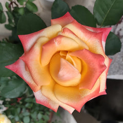 Florida Rose Plant|佛罗里达 image 1