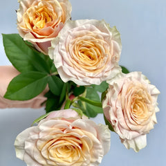 Mabella Rose Plant | 玛贝拉/猛犸 image 3