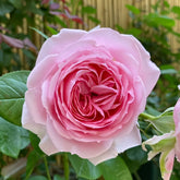 Wellenspiel Rose Plant|仙女泉 image 0