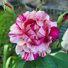 Maurice Utrillo Rose Plant|莫里斯•尤特里罗 image 1