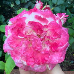 Bella Linda Fairy Rose Plant|贝拉琳达仙女 image 2