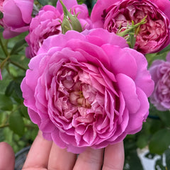 Emma Bridgewater Rose Plant|艾玛·布里奇沃特 image 2