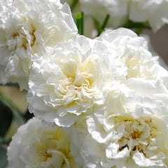 White Meidiland Rose Plant|白米农 image 3