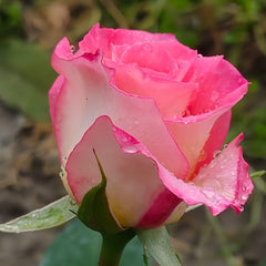 Verdi Rose Plant |绝代双骄 image 3
